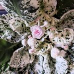 Africká fialka (Saintpaulia variegata) ´TOMMIE LOU´ - výška 5-10 cm, ⌀ 10 cm, kont. C1L